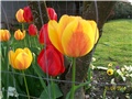 tulipani- lat tulipa